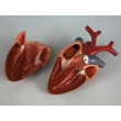 Bird Heart Model