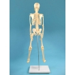 Human Skeleton Model