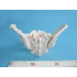 Model of Male Pelvic Bones