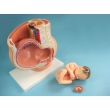 Fetus and Female Pelvic Section During Pregnancy