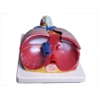 Model of the Lungs and Throat