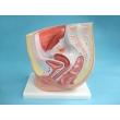 Structure Model of the Female Urogenital Organs