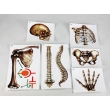 Human Bones