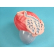 Model of the Urinary Bladder