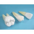 Teeth Model Set