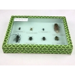 Harmful Forest Insects Collection