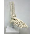 Foot Bone Model