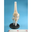 Knee Joint Model with Tendons