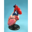 Enlarged Human Heart Model