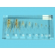 Resin Educational Specimen“The Life Cycle of a Grasshopper Collection”