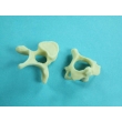 Vertebrae Bone Model Set