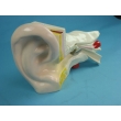 Human Ear Structure Model