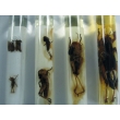 Locust Life Cycle Specimen Collection