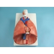 Model of the Larynx