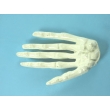 Student Model of the Human Hand