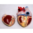 Model of the Human Heart