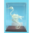 Pigeon Skeleton Model