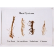Plant Roots Herbarium - 4 Types