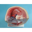 Structure Model of the Male Urogenital Organs