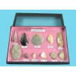 Seashell Samples Collection