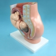 Fetus and Female Pelvic Section During Pregnancy