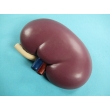 Human Kidney Model