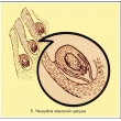 The Reproduction of Pines Magnetic Demonstration Cards