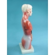 Child Torso Model