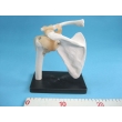 Shoulder Joint Model