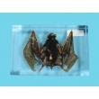 Resin Educational Specimen“Bat Specimen”