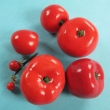 Tomato Model Set