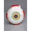 Human Eye Structure Model