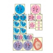 Germ Cell Growth in Humans & Mammals