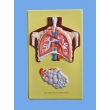 Human Lung Bas Relief Model