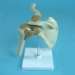Shoulder Joint Model with Muscles and Tendons