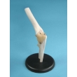 Elbow Joint Model