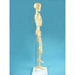 Human Skeleton Model