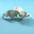 Nasal Bone Model