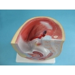 Structure Model of the Female Urogenital Organs