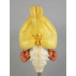 Rabbit Brain Model