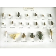 Helpful Insects Collection