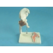 Hip Joint Model with Tendons