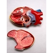 Model of the Human Heart