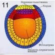 Chordate Reproduction & Development, Magnetic Demonstration Models