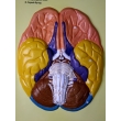 Human Brain Lobes, Bas Relief Model (A)