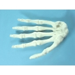 Hand Skeleton Model