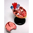 Model of the Human Heart