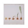 Resin Educational Specimen“The Sprouting Process of Corn Herbarium”