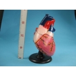 Enlarged Human Heart Model