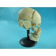 Human Skull Model